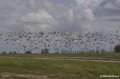 Breskens, Zeehonden en Vogeles